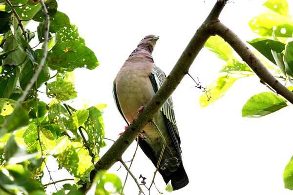 Picazuro patagioenas — Stock Fotó