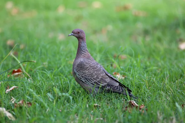 Patagioenas picazuro — Photo