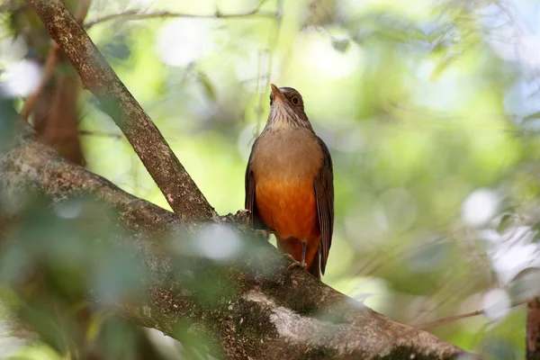 Rufous-bellied Thrush — Stock Photo, Image