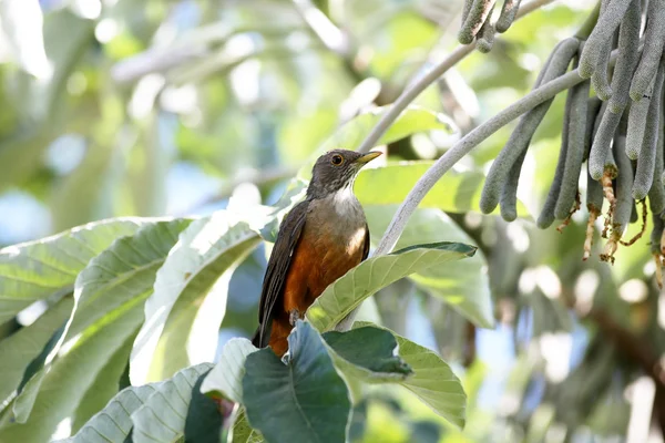 Rufous 배 아구창 — 스톡 사진