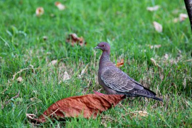 Picazuro patagioenas