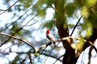 Şube kafasında kırmızı Kardinal Kuşu
