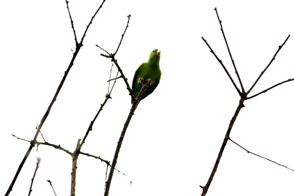 Зеленый попугай на веточке — стоковое фото