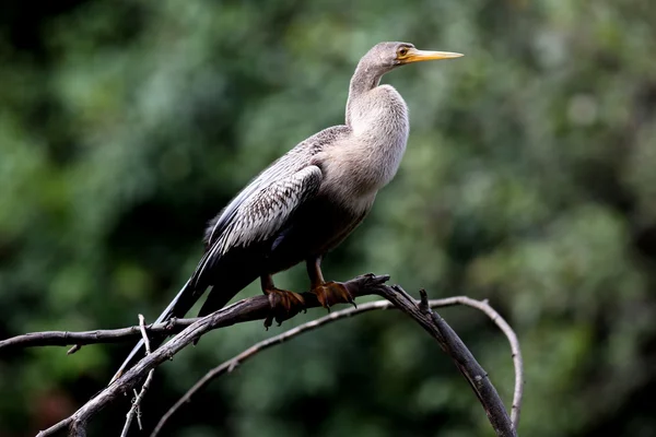 Anhinga παπαγάλος ψάρι τρώγων — Φωτογραφία Αρχείου