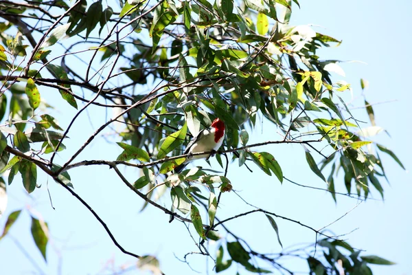 Cabeça de pássaro cardeal vermelho no ramo — Fotografia de Stock