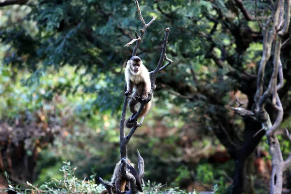 Kapucijnerapen op de tak — Stockfoto