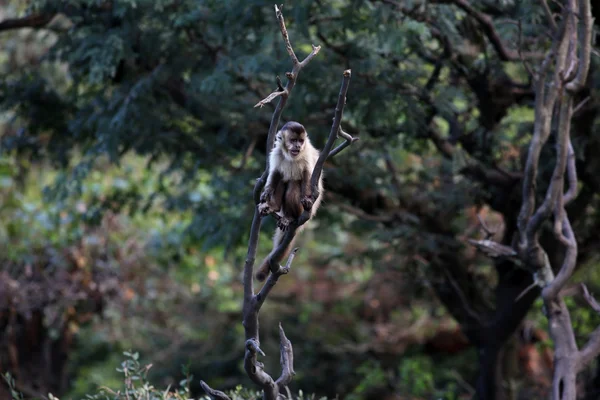 Capuchin monkeys on the branch — Stock Photo, Image