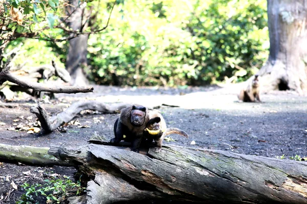 Kapucínský opice na větvi — Stock fotografie