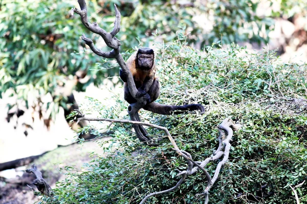 Monkey Nail tuft — Stock Photo, Image