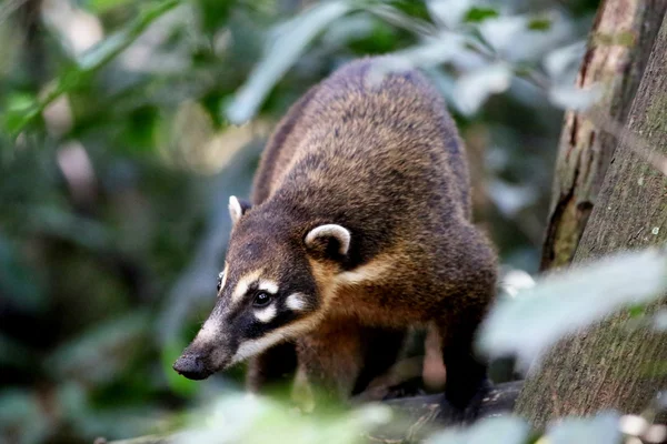 Coati em close — Fotografia de Stock