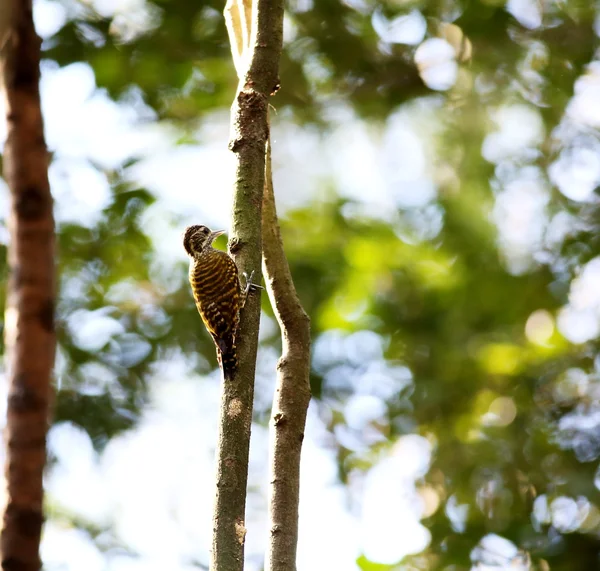 Woodpecker on tree — Stock Photo, Image