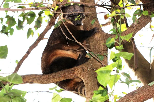 Coati on the branch of the tree — Stock Photo, Image