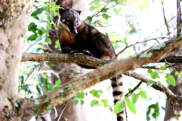 Coati on the branch of the tree — Stock Photo, Image