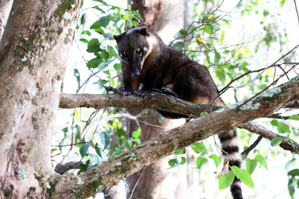 Coati på grenen av treet. – stockfoto