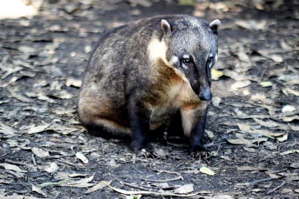 Coati in close — Stock Photo, Image