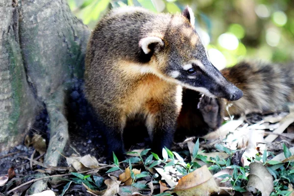 Η coati σε στενή — Φωτογραφία Αρχείου