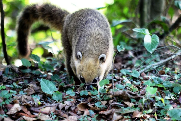 Coati in close — Stock Photo, Image