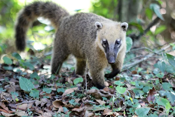 Η coati σε στενή — Φωτογραφία Αρχείου