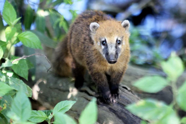 Coati em close — Fotografia de Stock