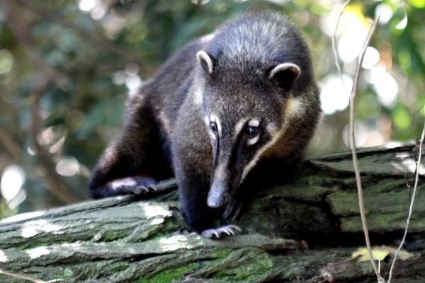 Coati em close — Fotografia de Stock