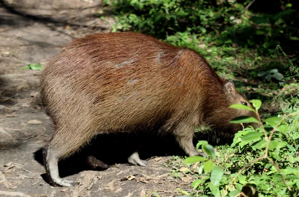 Kapibara świat największych gryzoni — Zdjęcie stockowe
