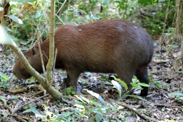 Capybara the world's largest rodent — Stock Photo, Image