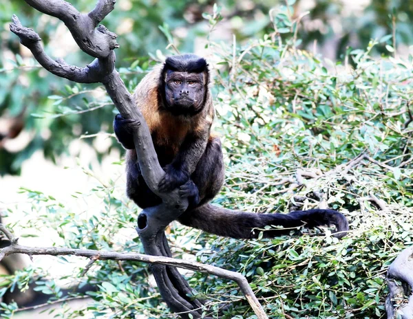 Monkey nehtů střapec — Stock fotografie