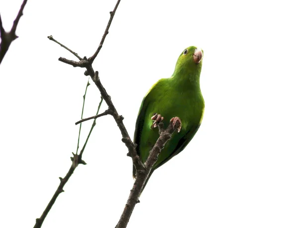 Periquito verde no galho — Fotografia de Stock