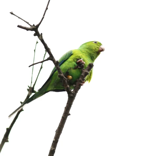 Periquito verde no galho — Fotografia de Stock