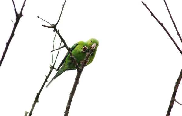 Periquito verde no galho — Fotografia de Stock