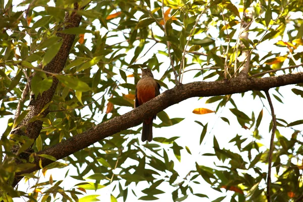 Turdus rufiventris — Photo