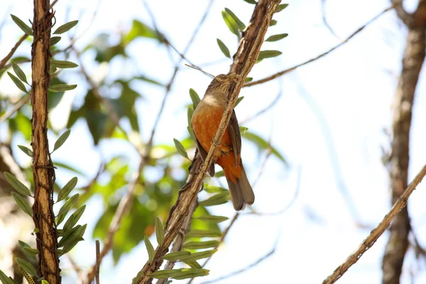 Turdus rufiventris — Stock Photo, Image