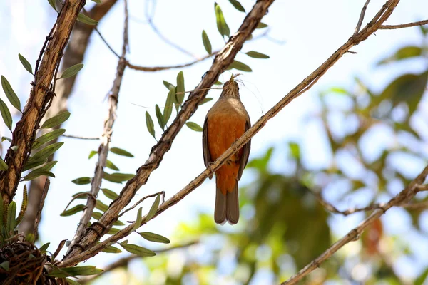 Turdus rufiventris — Stock Photo, Image