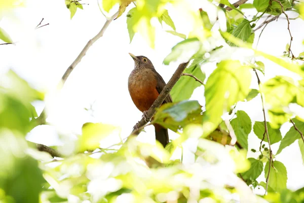 Turdus rufiventris — Zdjęcie stockowe