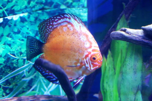 Poissons colorés dans l'aquarium — Photo