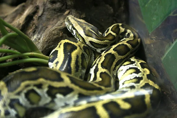 インドニシキヘビ — ストック写真