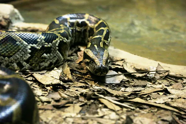 在关闭森蚺Anaconda σε στενή — 图库照片