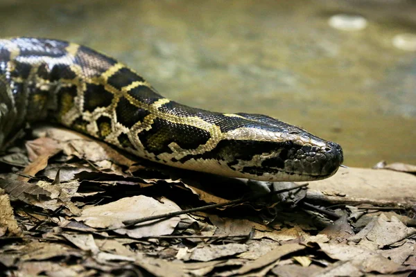 Anaconda em estreita — Fotografia de Stock