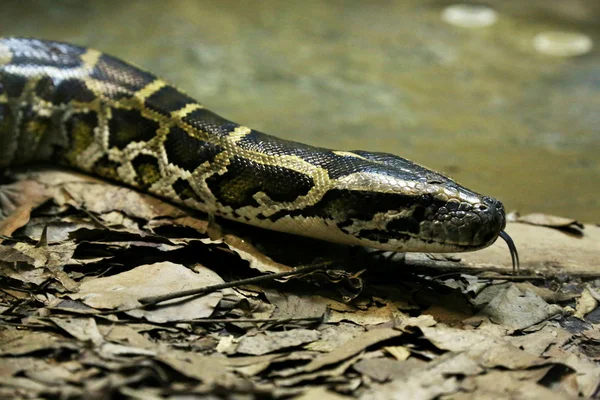 Anaconda em estreita — Fotografia de Stock