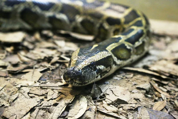 Anaconda in nauwe — Stockfoto