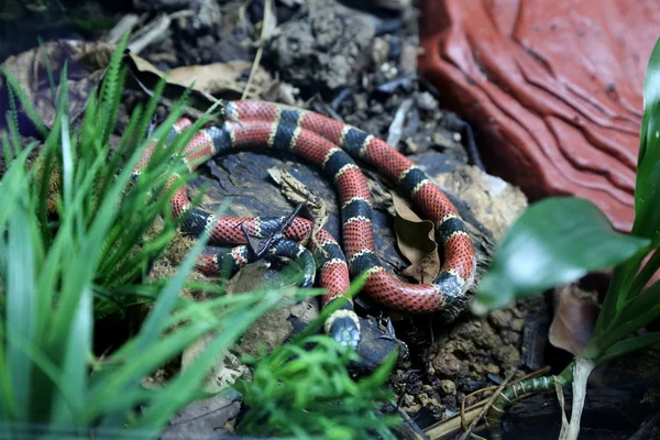 Serpiente de coral — Foto de Stock