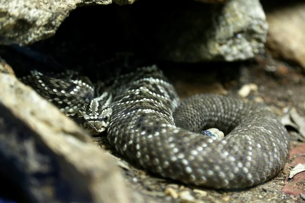 Гремучая змея лежит на камне — стоковое фото