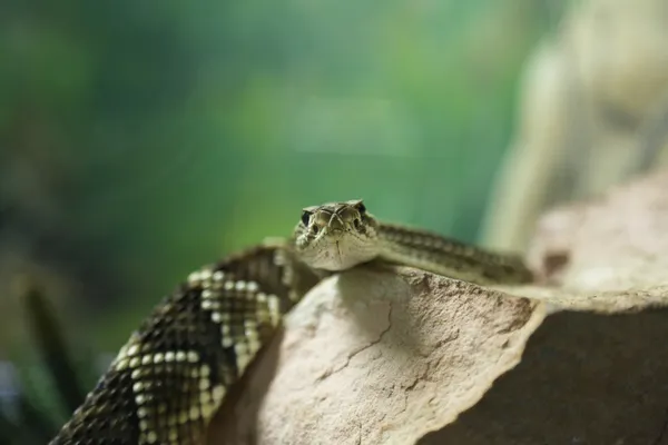 Bothrops atrox — Stockfoto