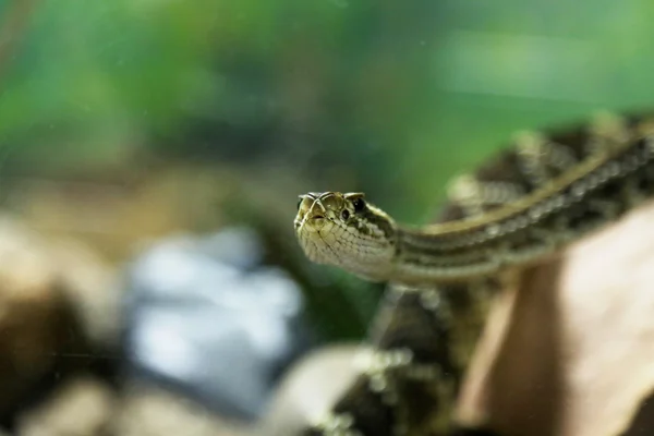 Bothrops atrox — Zdjęcie stockowe