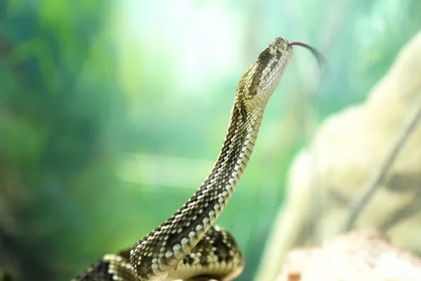 Bothrops 找到那个女孩 — 图库照片