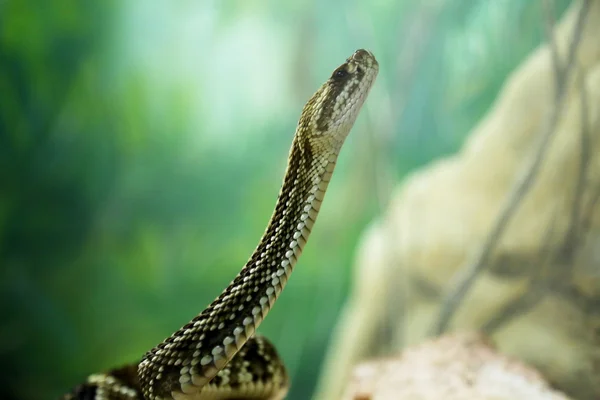 Igazi lándzsakígyó — Stock Fotó