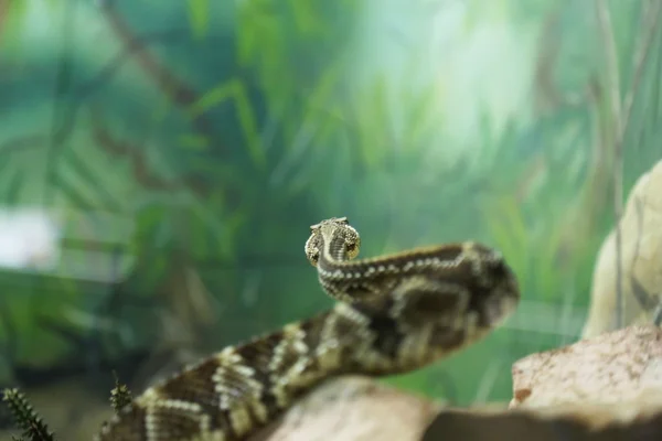 Atrox de Bothrops — Foto de Stock