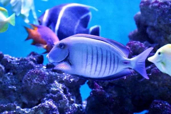 Poissons colorés dans l'aquarium — Photo