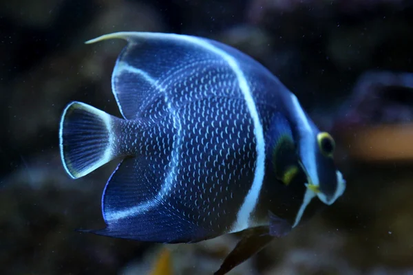 Poissons colorés dans l'aquarium — Photo