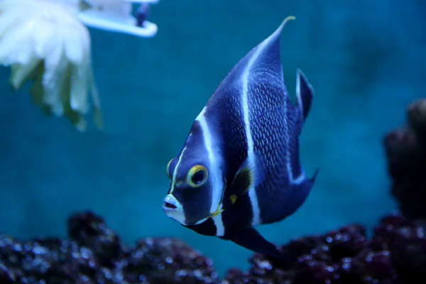 Poissons colorés dans l'aquarium — Photo